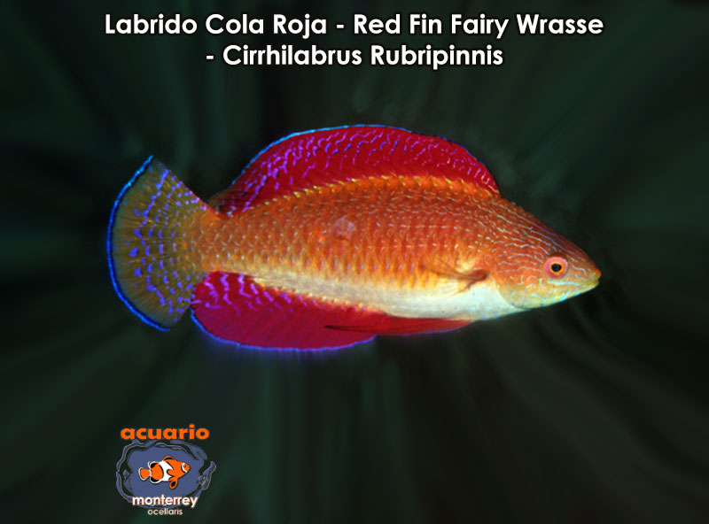 Labrido Cola Roja - Red Fin Fairy Wrasse - Cirrhilabrus Rubripinnis