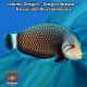 Labrido Dragon - Dragon Wrasse - Novaculichthys taeniourus