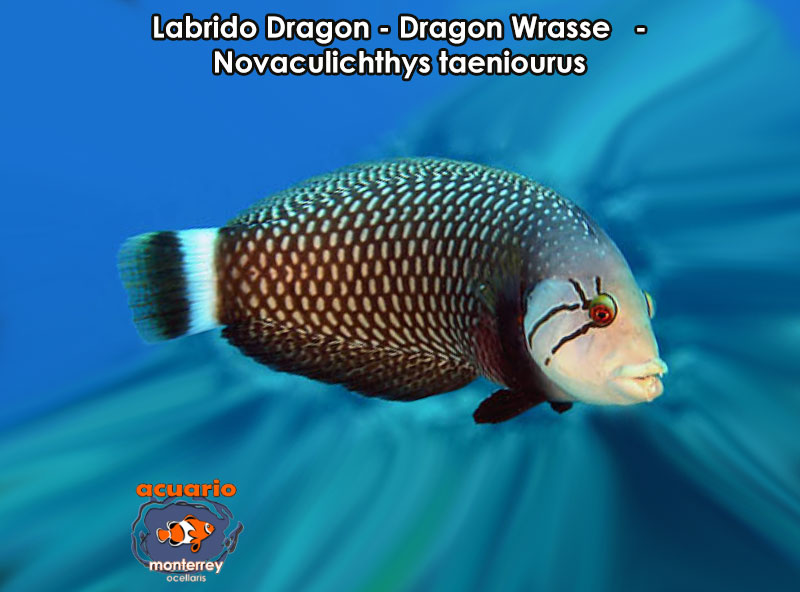 Labrido Dragon - Dragon Wrasse - Novaculichthys taeniourus