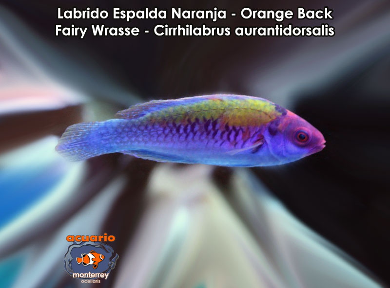 Labrido Espalda Naranja - Orange Back Fairy Wrasse Male - Cirrhilabrus aurantidorsalis