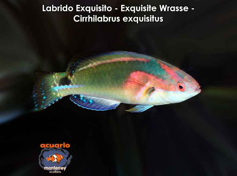 Labrido Exquisito - Exquisite Wrasse - Cirrhilabrus exquisitus