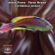 Labrido Flama - Flame Wrasse - Cirrhilabrus jordani