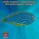 Labrido Leopardo - Leopard Wrasse - Macropharyngodon meleagris