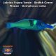 Labrido Pajaro Verde - Birdfish Green Wrasse - Gomphosus varius