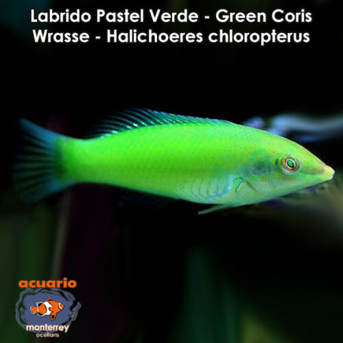 Labrido Pastel Verde - Green Coris Wrasse - Halichoeres chloropterus