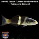 Labrido Saddle - Jansen Saddle Wrasse - Thalassoma Jansenii